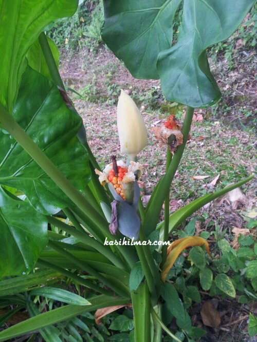 Pokok pisang hutan Kasih Ilmar